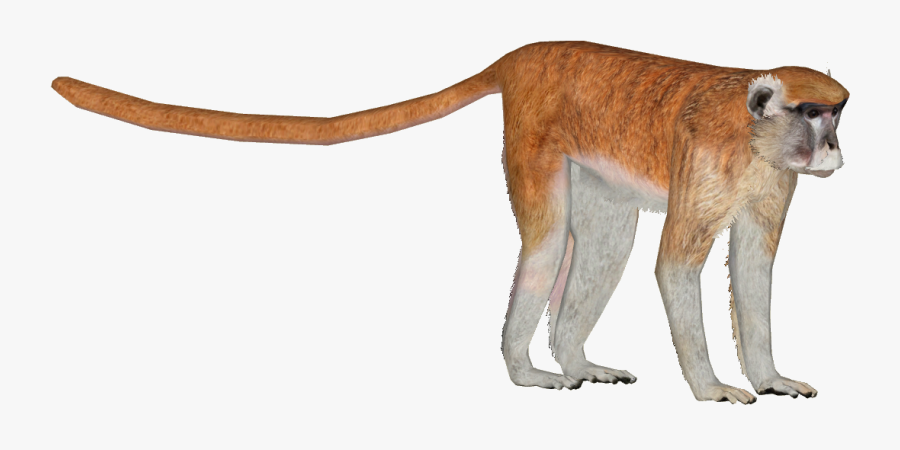 Monkey Tail Png - Patas, Transparent Clipart