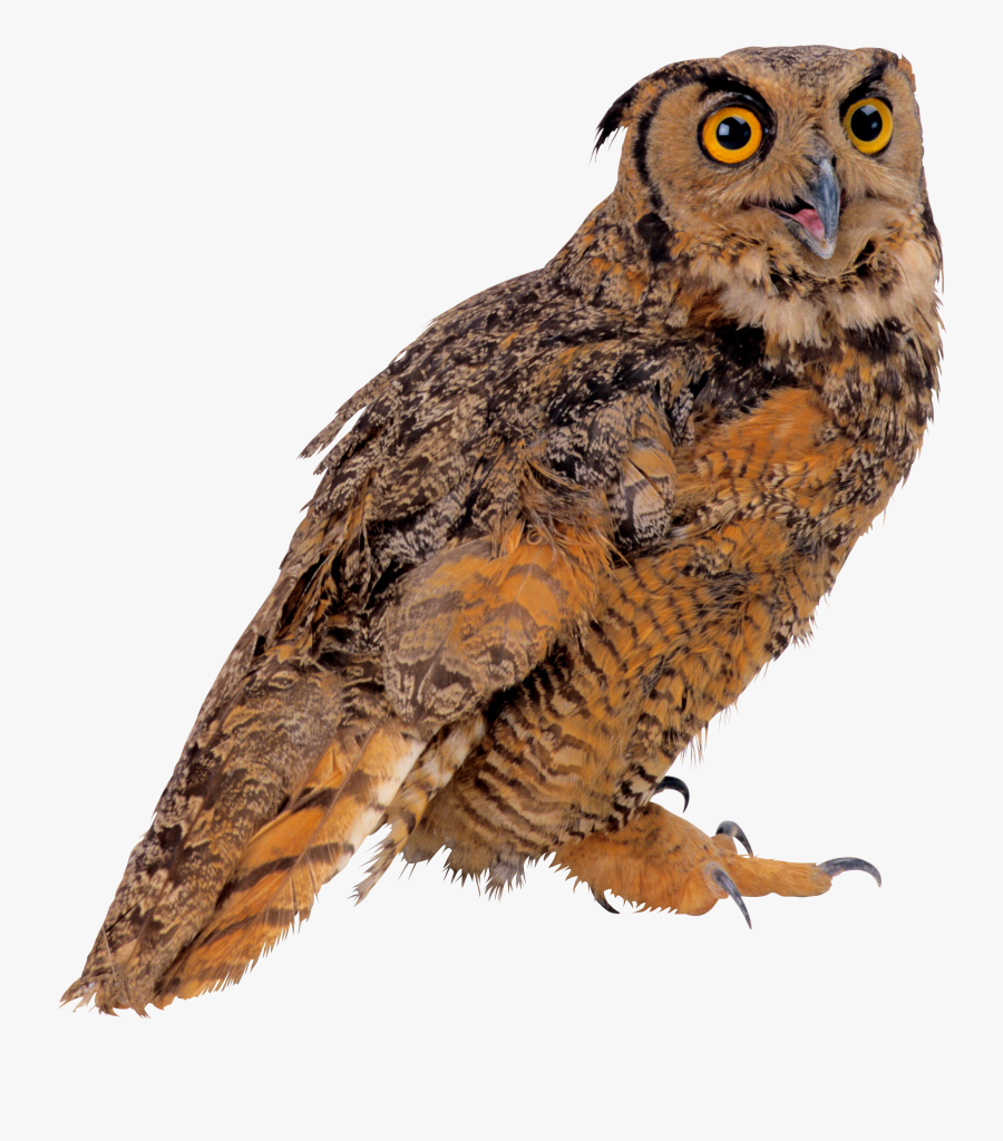 Great Horned Owl Clipart Transparent Background - Real Owl Transparent Background, Transparent Clipart