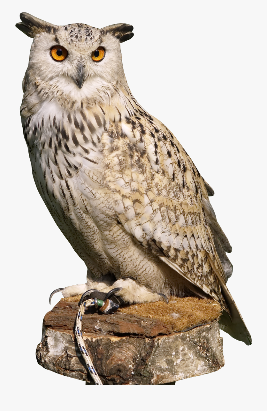 Great Horned Owl Clipart Transparent Background - Owl Png, Transparent Clipart