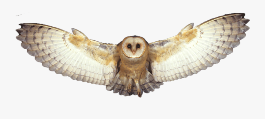 Barn Owl Png Photo - Transparent Background Owl Png, Transparent Clipart