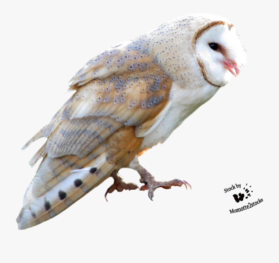 Barn Owl Png Free Download - Transparent Background Barn Owl Png, Transparent Clipart