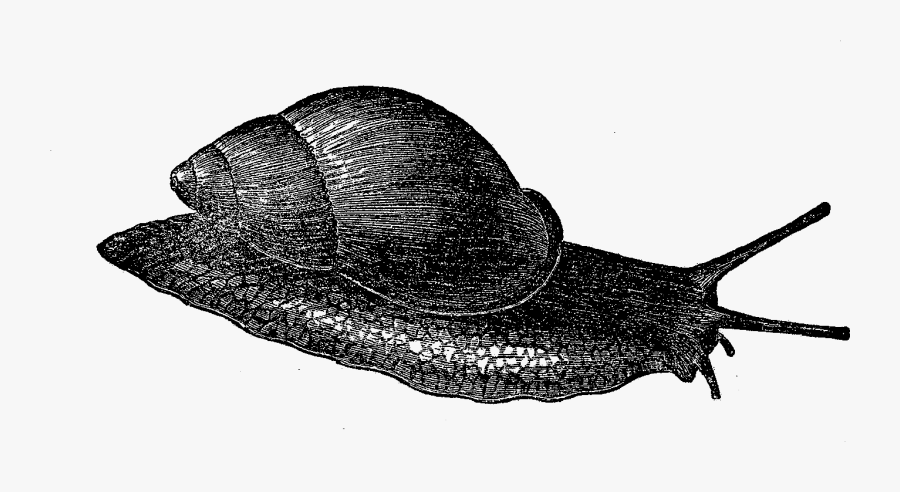 Snail , Transparent Cartoons - Sea Snail, Transparent Clipart