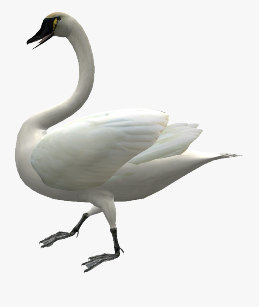 Clip Art Cygnini Domestic Goose Duck - Swan Walking Transparent Background, Transparent Clipart
