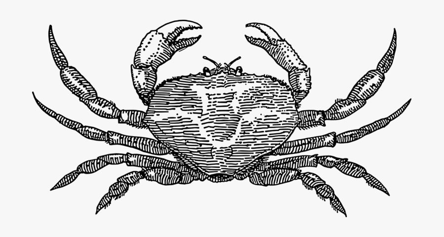 Transparent Exoskeleton Clipart - Crab Line Drawing, Transparent Clipart
