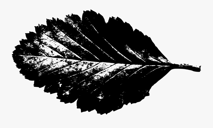 Leaf Silhouette 3 - Leaf Silhouette, Transparent Clipart