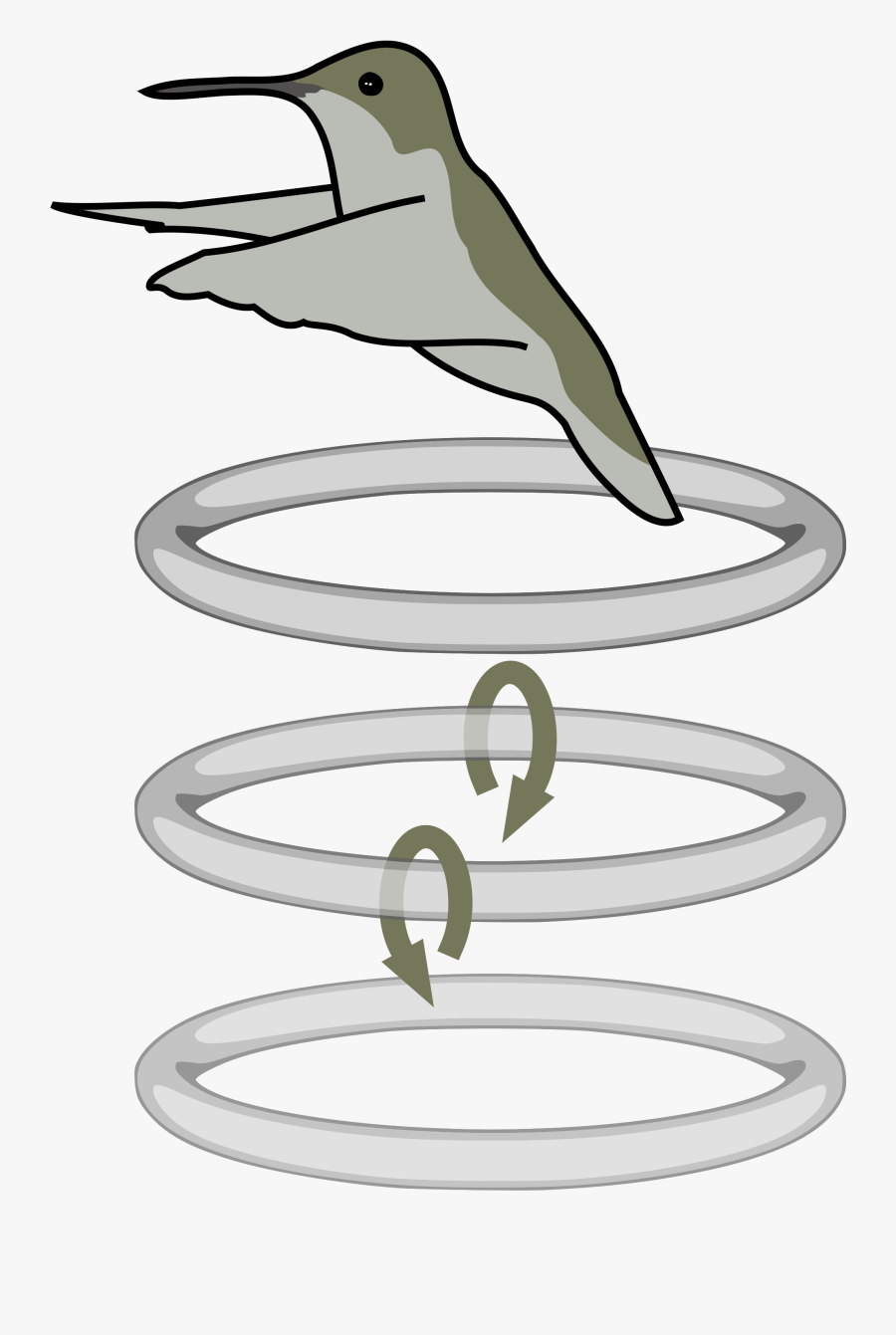 Discovered After Training A Bird To Fly Through A Cloud - Hummingbird Flight Vortices, Transparent Clipart