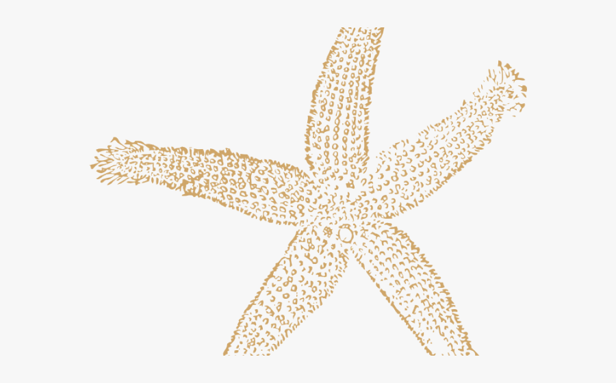 Starfish Clipart Coral, Transparent Clipart