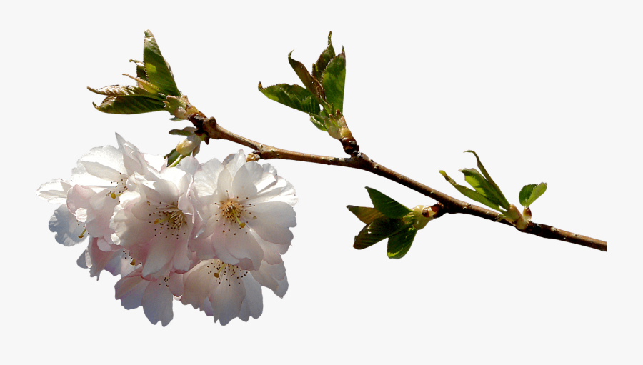 Flower Branch Png - Cherry Buds Branches Png, Transparent Clipart