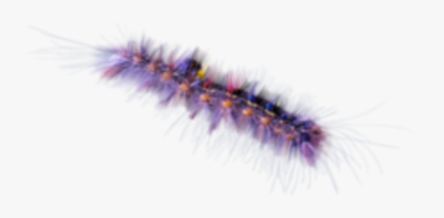 #worm #caterpillar #butterfly #fuzzy #terrieasterly - Grammia Virgo, Transparent Clipart