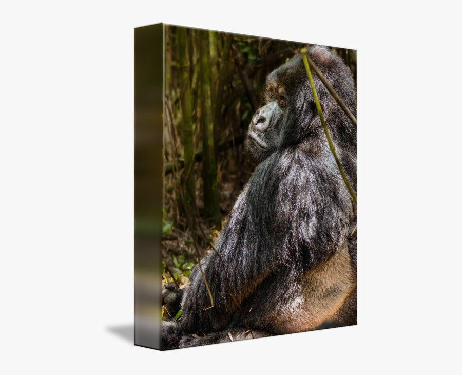 Clip Art Gorilla Photos - Mountain Gorilla, Transparent Clipart