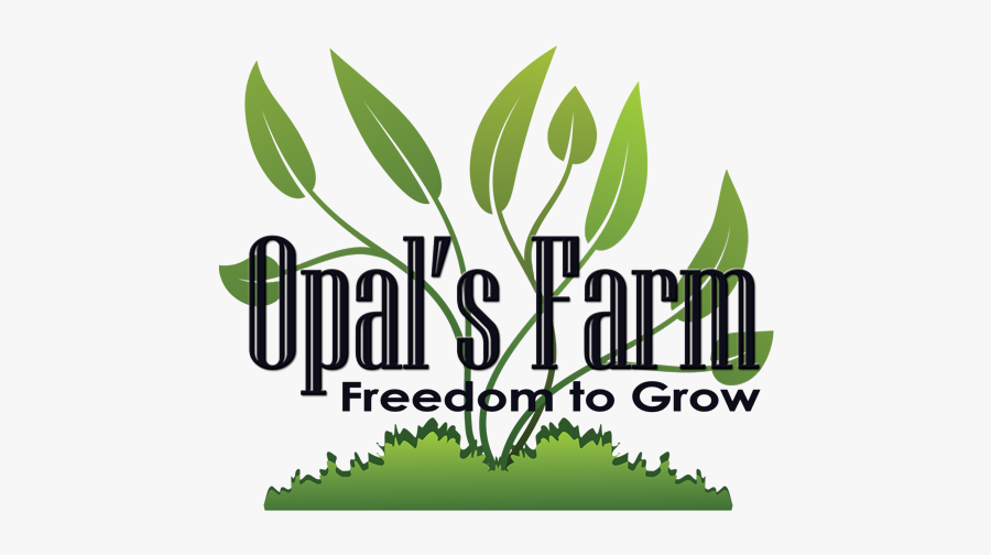 Graphic Design, Transparent Clipart