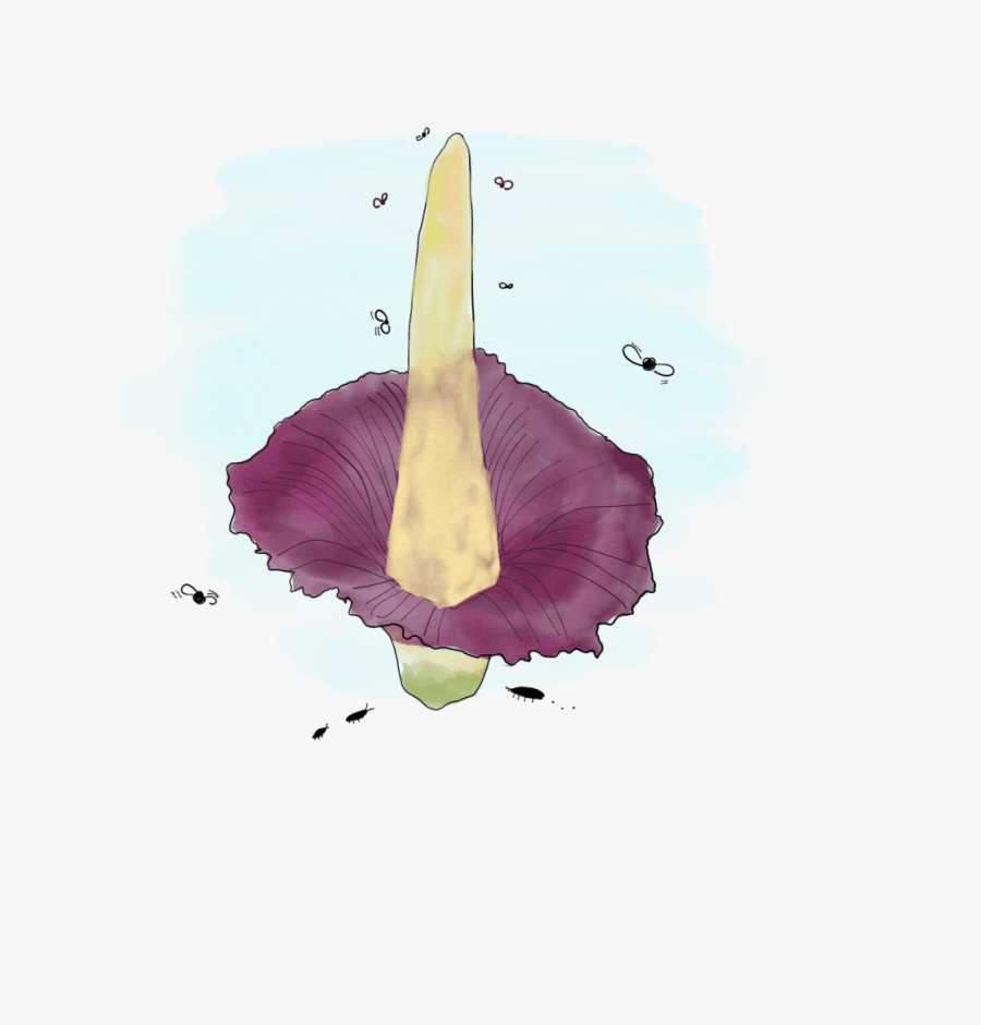 Titan Arum, Transparent Clipart