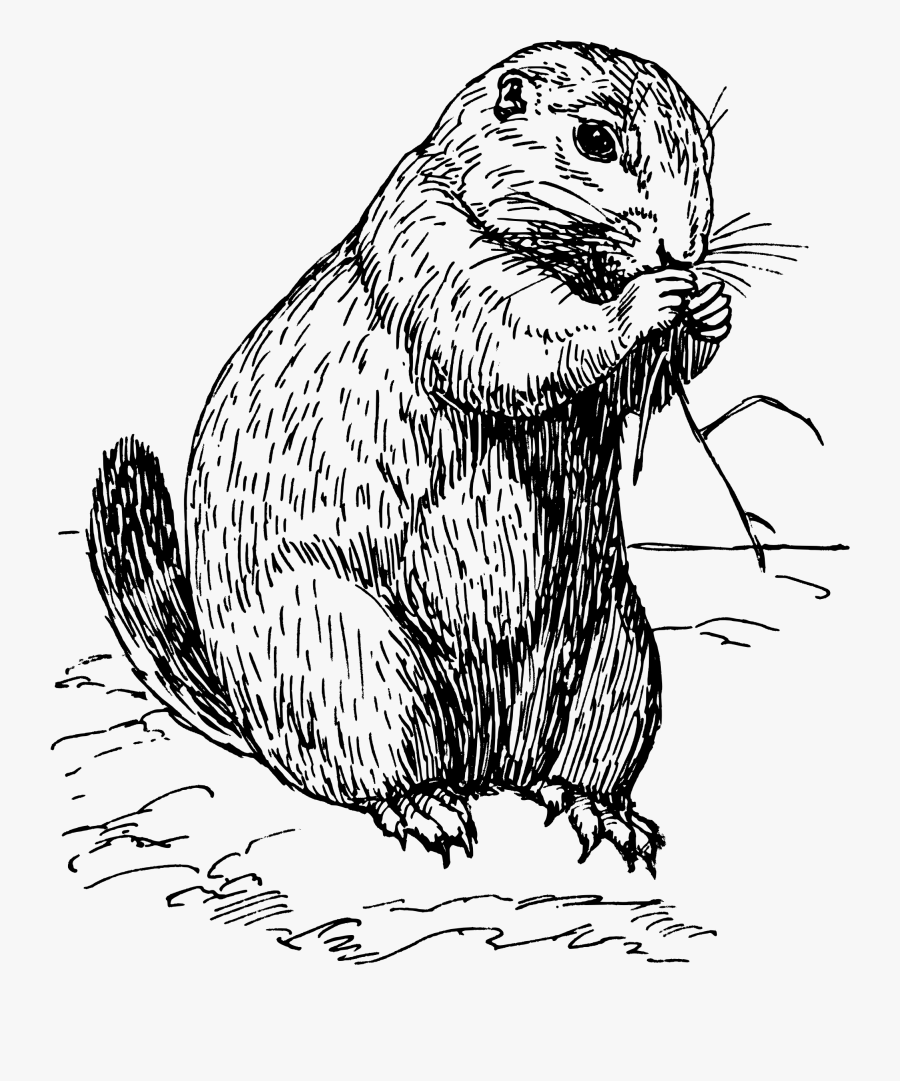 Prairie Dog Big Image - Prairie Dog Black And White, Transparent Clipart