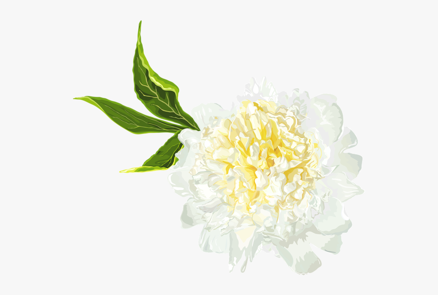 White Peony Png, Transparent Clipart