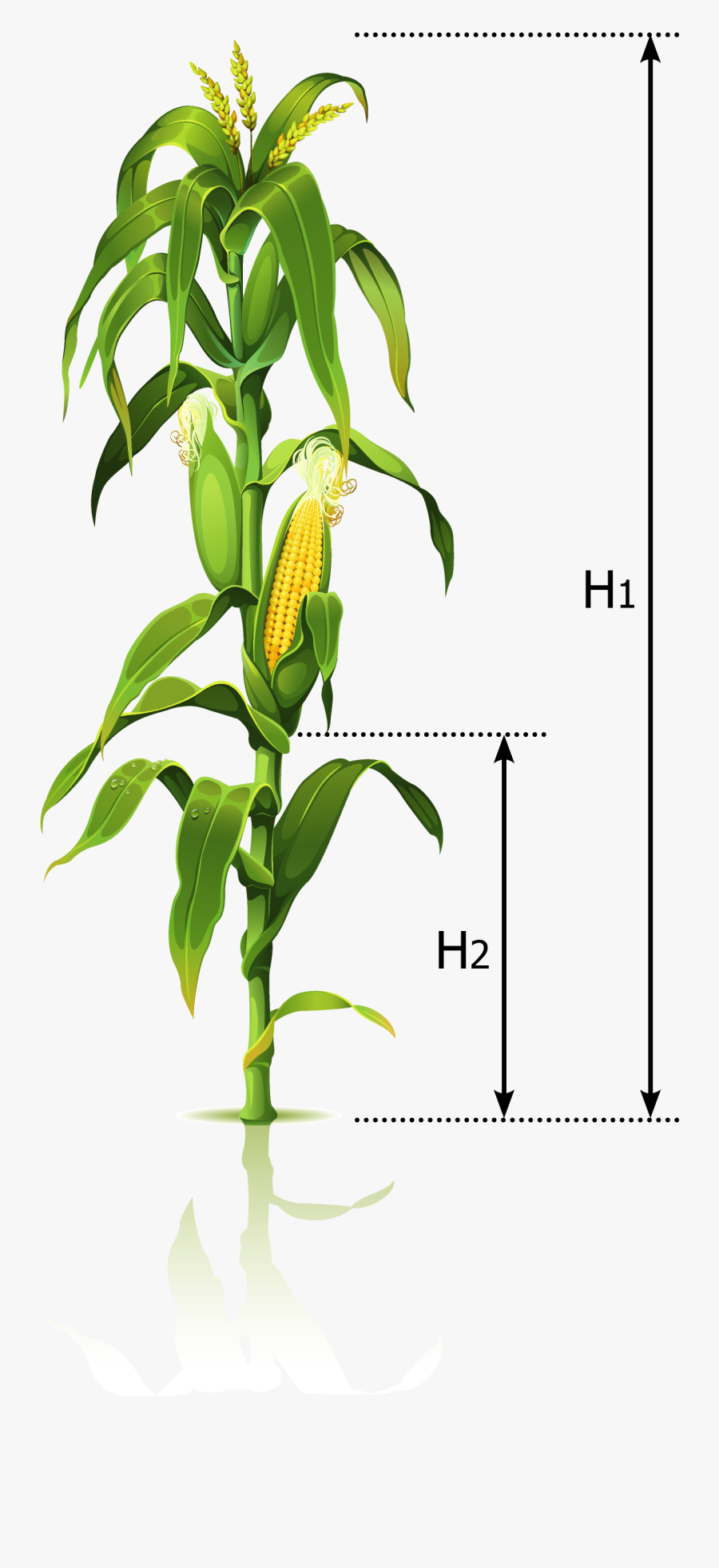 Download Corn Tree Png - Corn Stalk Transparent Background, Transparent Clipart