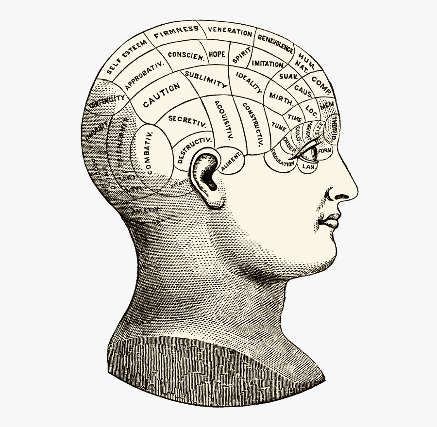 Phrenology Head Drawing, Transparent Clipart