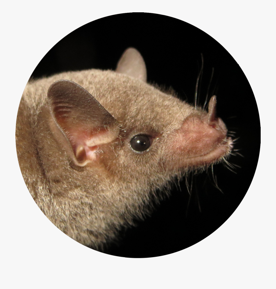 Photo Courtesy Of Bat Conservation International - Rat, Transparent Clipart