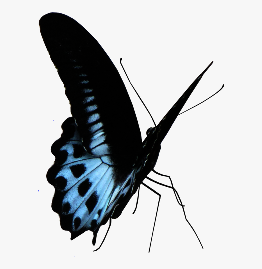 Blue Butterfly Png Clipart , Png Download - Papilio, Transparent Clipart