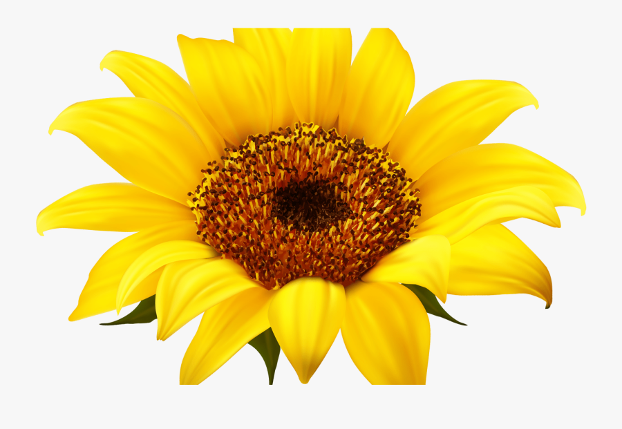 Sunflowers Clipart Shabby Chic - Transparent Background Sunflower Clipart, Transparent Clipart