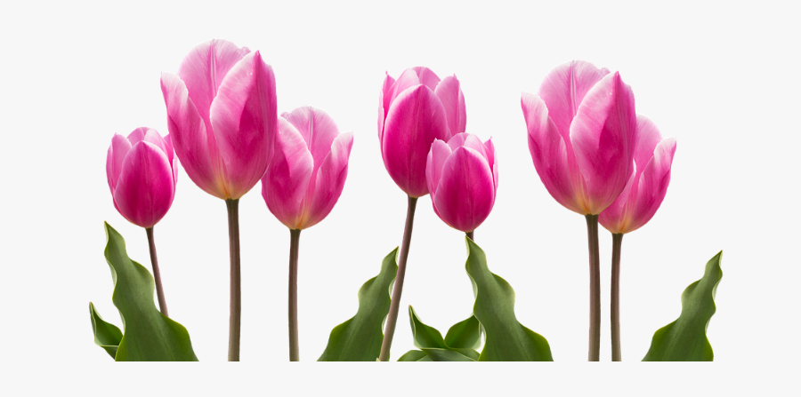 Tulip Flowers - Tulipanes Rosa Png, Transparent Clipart