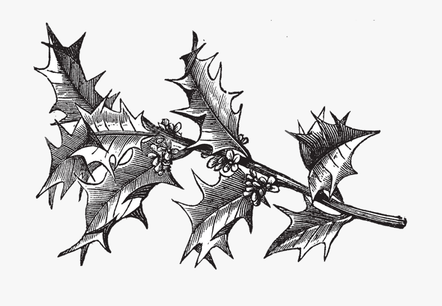 Bass - Plantas Medicinales Para Colorear, Transparent Clipart