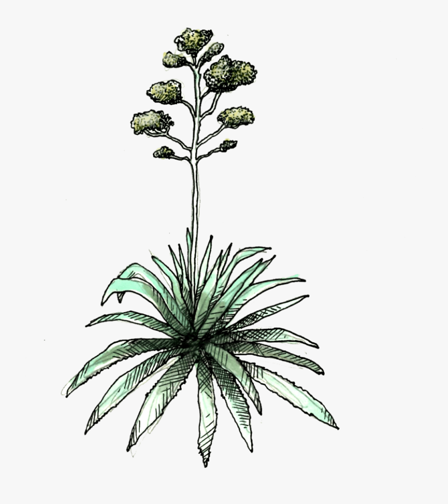 Agave Americana - Agave, Transparent Clipart