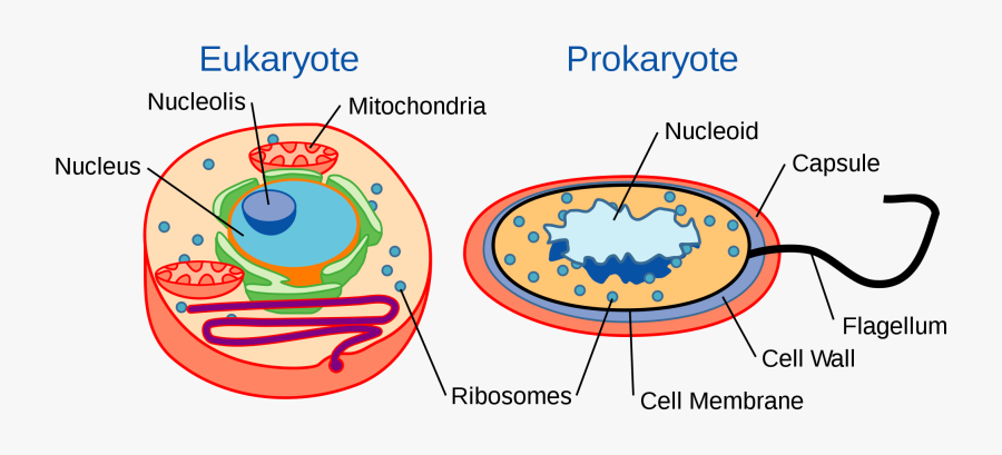 Eukaryotes And Prokaryotes - Prokaryotes And Eukaryotes, Transparent Clipart