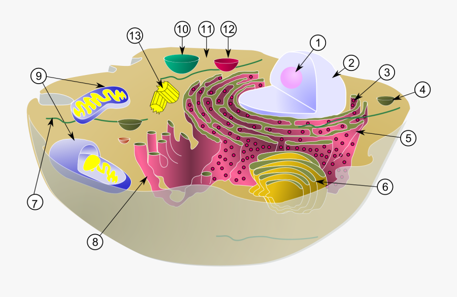 Intracellular Fluid In Cell, Transparent Clipart