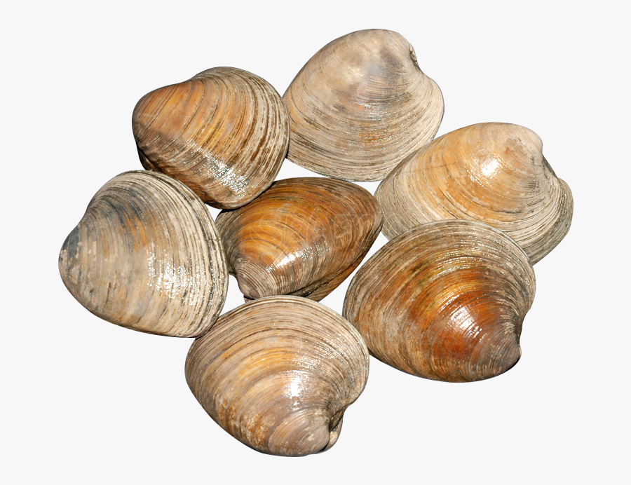Clams Cherrystone Lb Seafood Transparent Background - Baltic Clam, Transparent Clipart