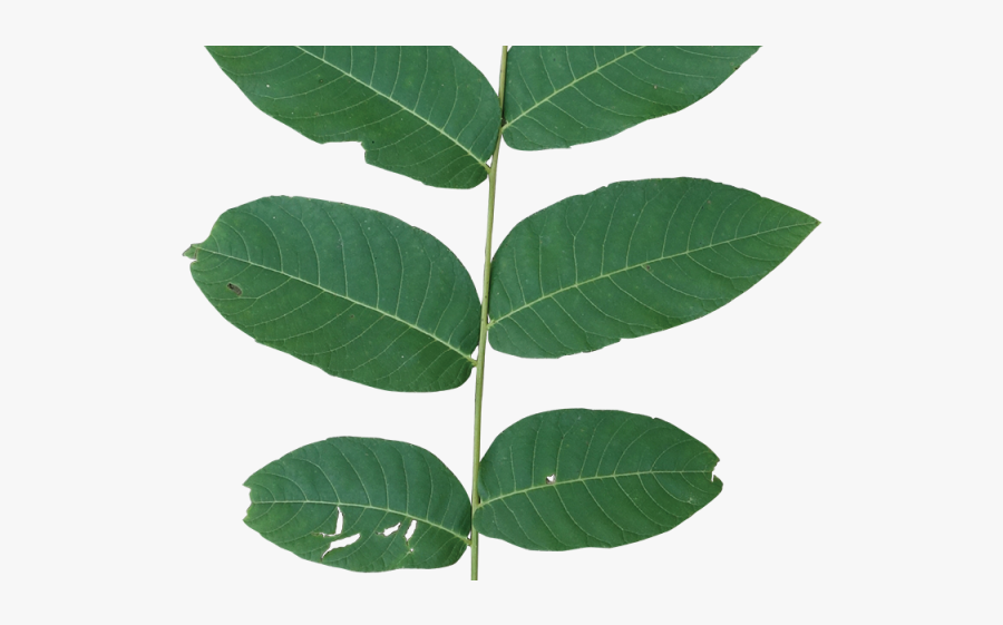 Leaf Clipart Walnut Tree - Chionanthus, Transparent Clipart
