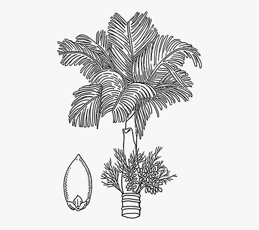 Betelnut, Areca, Nut, Tree, Flowers, Areca Palm - Betel Nut Tree Drawing, Transparent Clipart