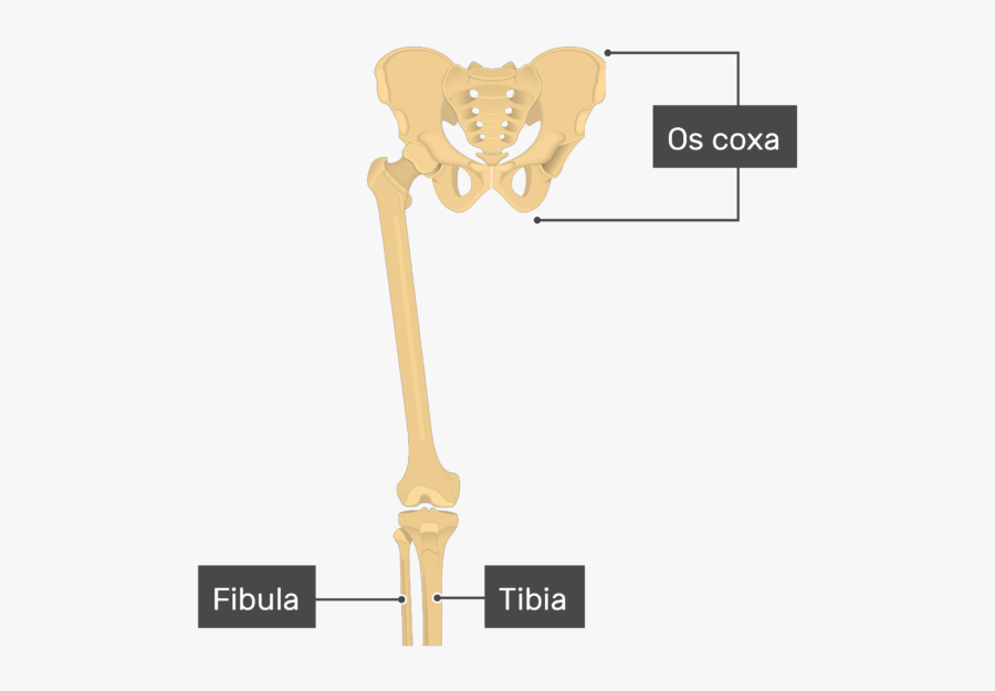 Clip Art Introduction Patella - Sword, Transparent Clipart