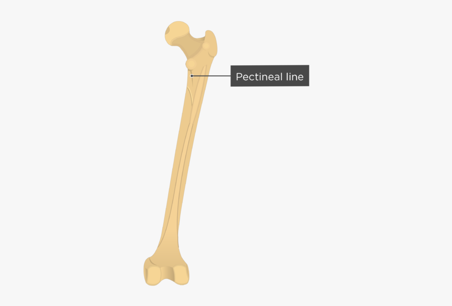 Pectineal Line Femur
