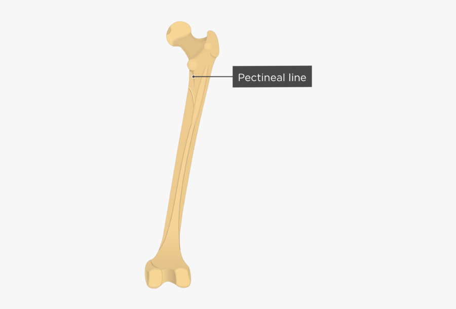 Pectineal Line - Femur Bone - Posterior Femur Bone, Transparent Clipart
