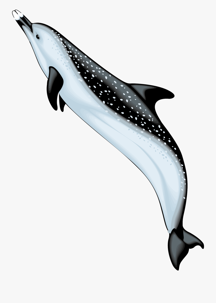 Bottlenose Dolphin Spinner Dolphin Clip Art - Clipart Dolphin, Transparent Clipart