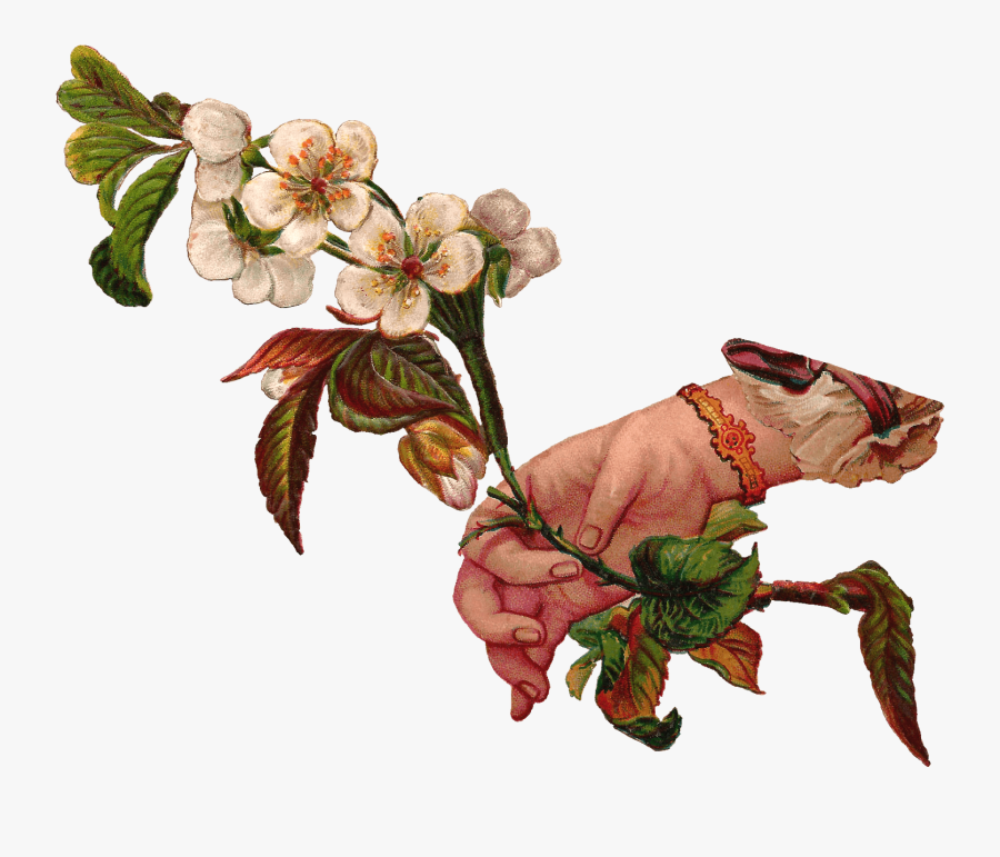 Hand Giving Flowers - Victorian Flower Illustration Png, Transparent Clipart
