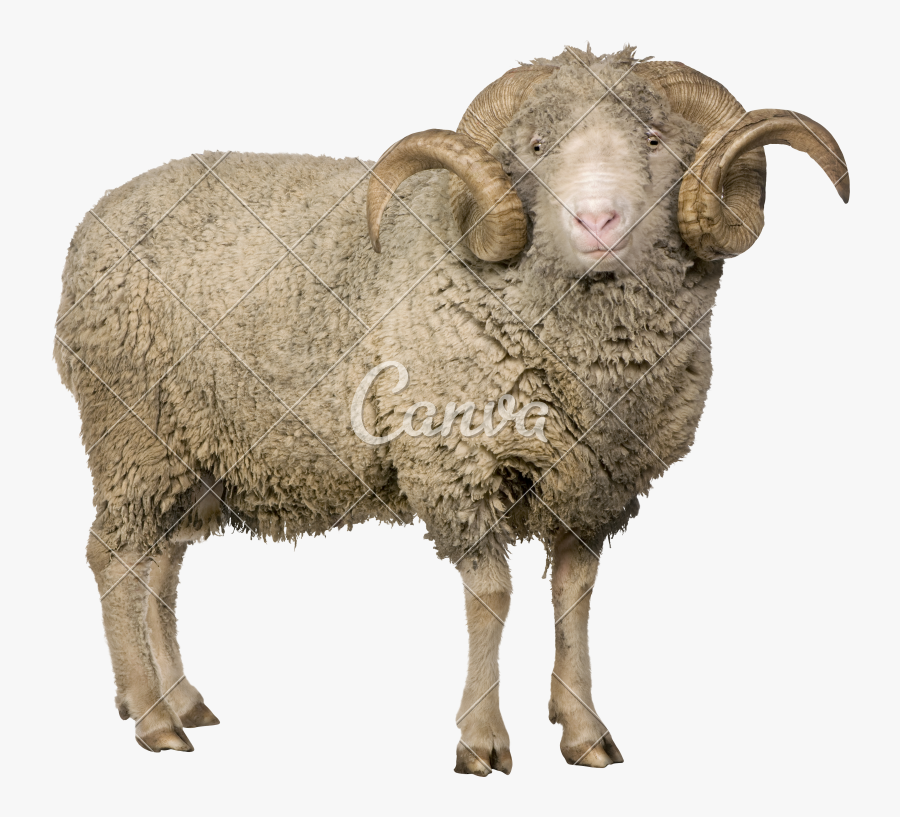 Merino Sheep Png, Transparent Clipart