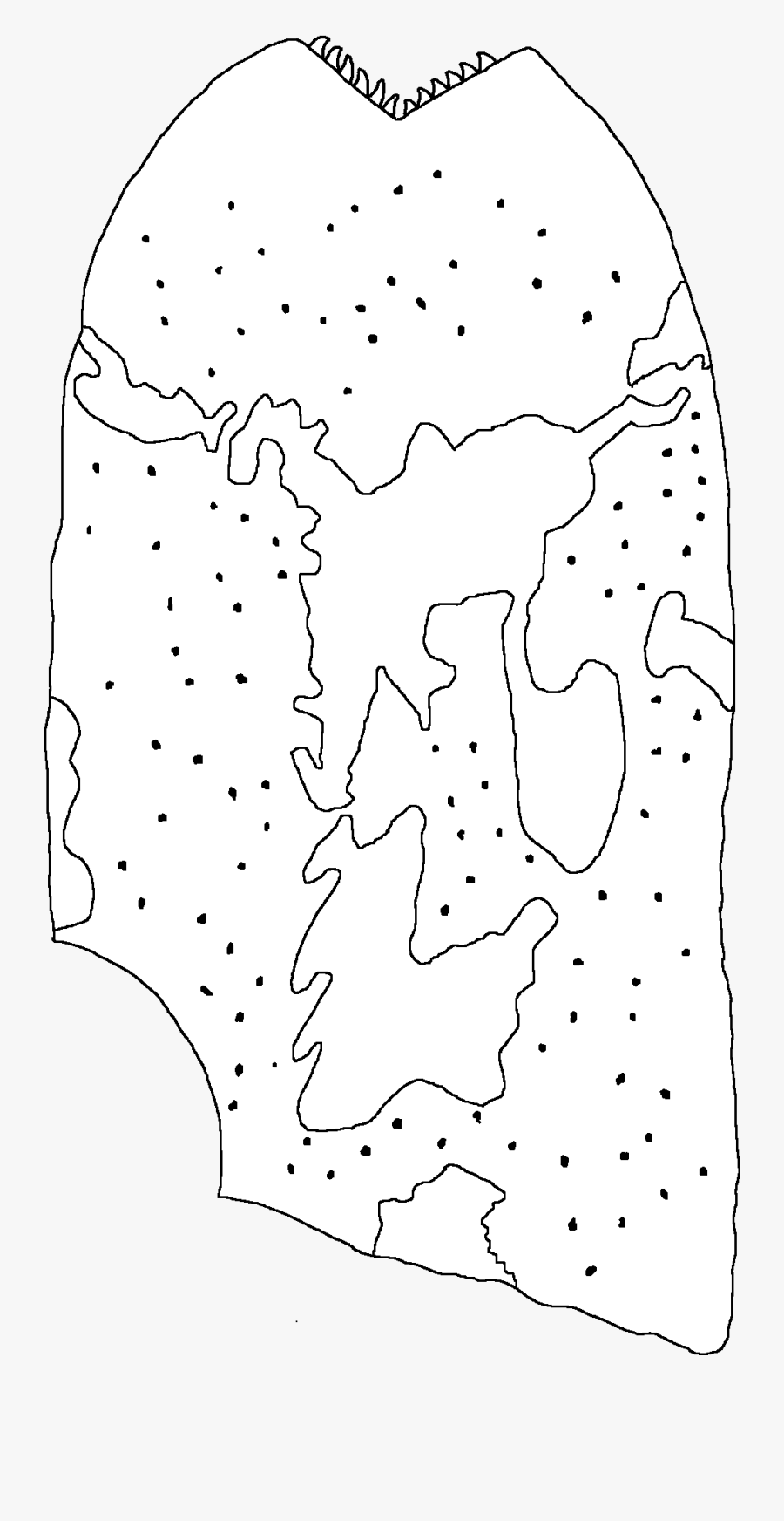Dolichopterus Gotlandicus - Line Art, Transparent Clipart