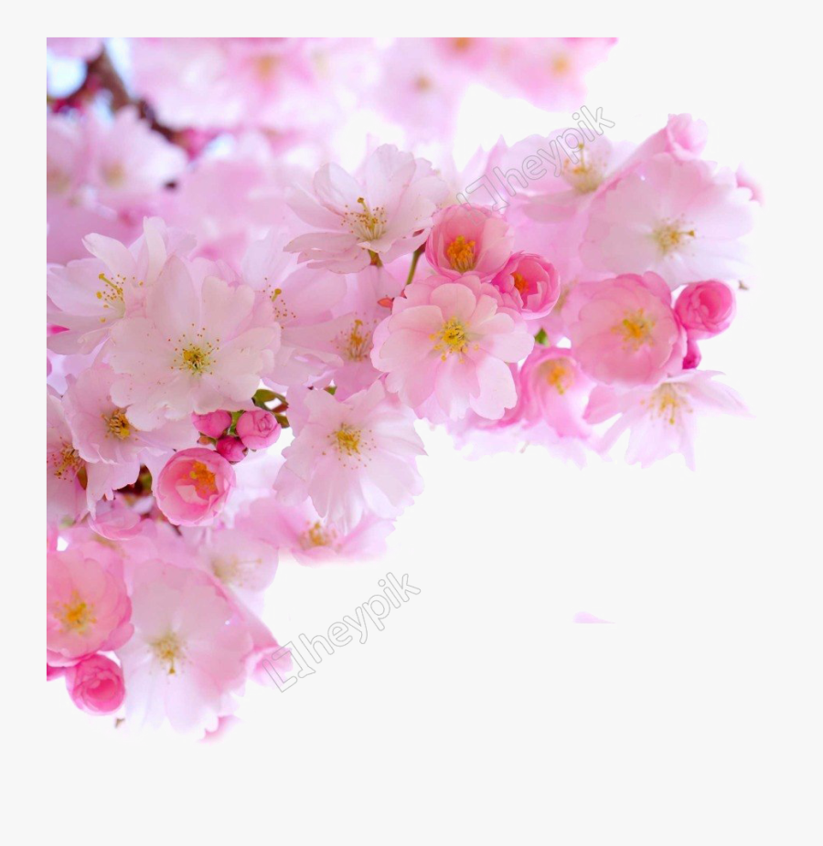 Blossom Png Image Free Download - Cherry Blossoms Flower Png, Transparent Clipart