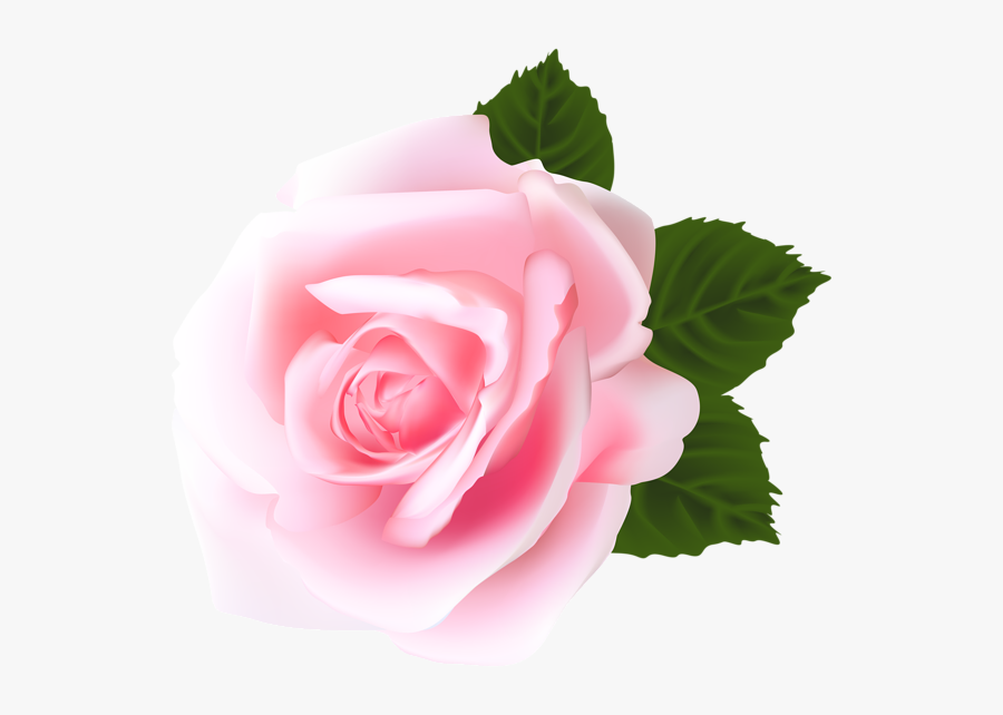 Rose Png - Pink Rose Flower Png, Transparent Clipart
