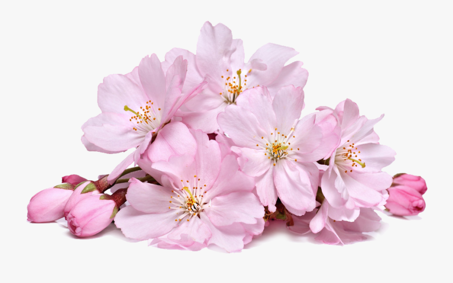Blossom Png Download Image - Cherry Blossom Flower Png, Transparent Clipart