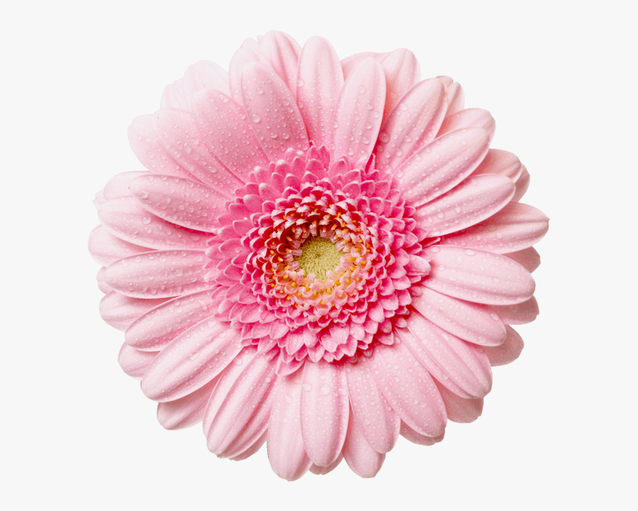 Flower With Transparent Background Clipart - Transparent Background Pink Flower Png, Transparent Clipart