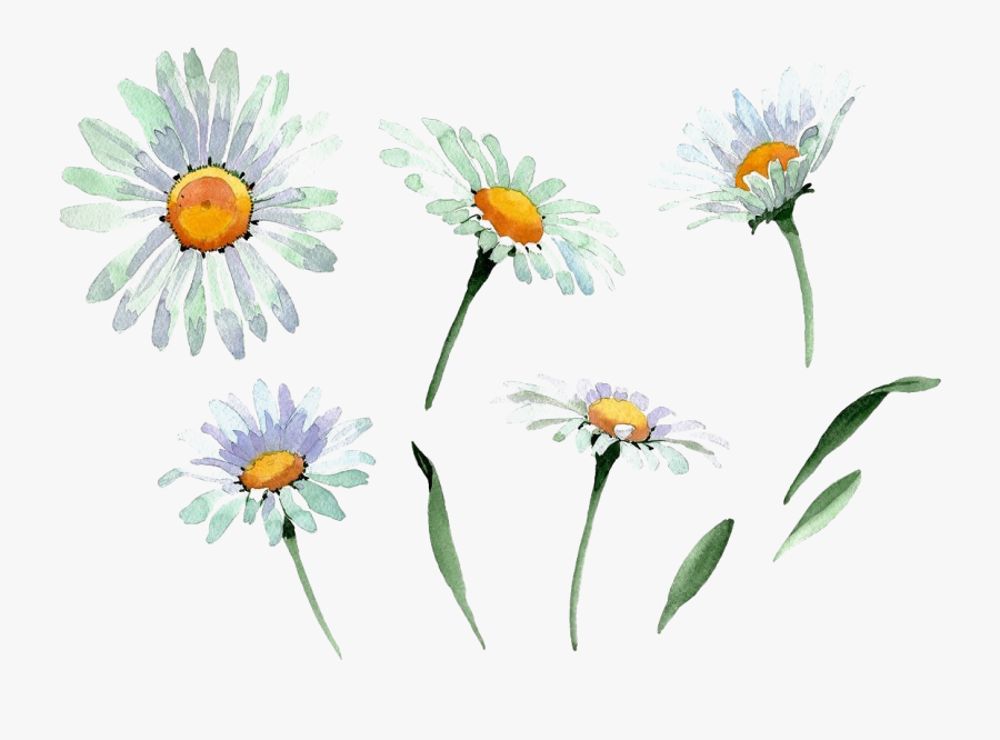 Watercolor Chamomile Png, Transparent Clipart
