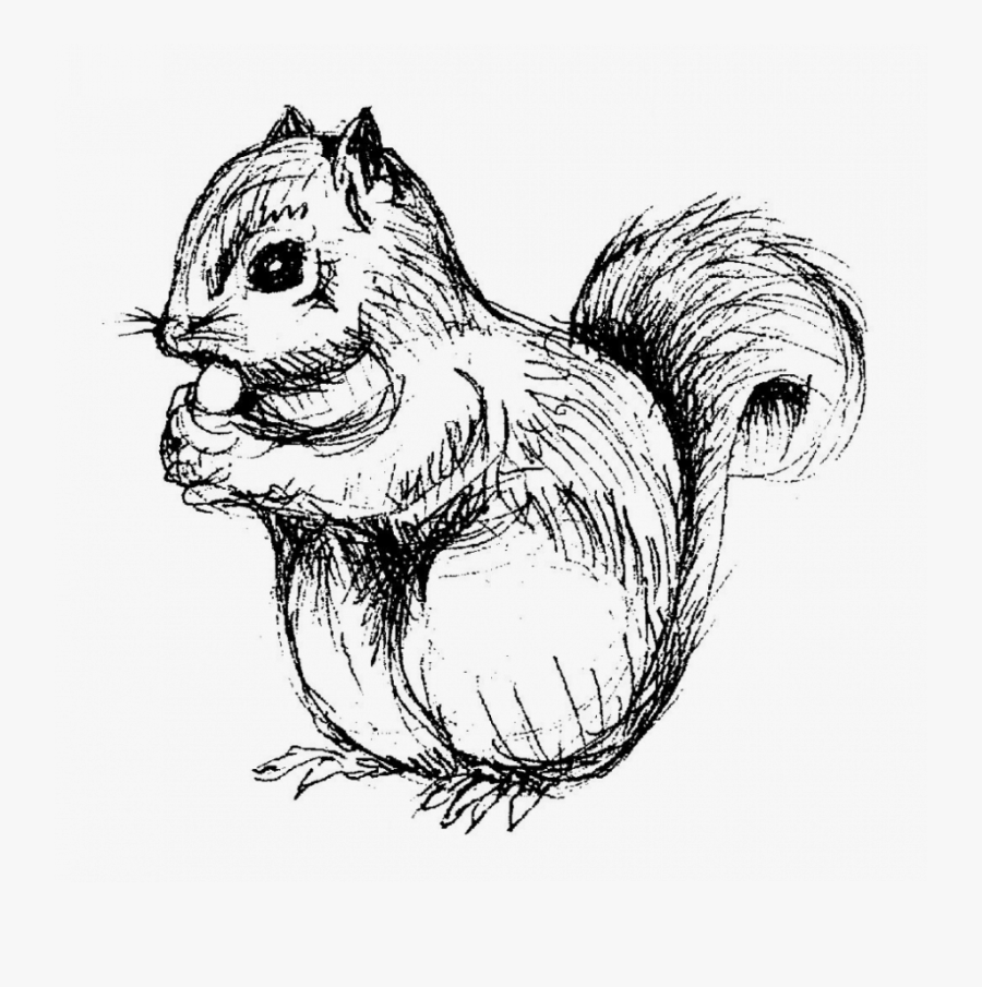 Squirrel Drawing Png, Transparent Clipart