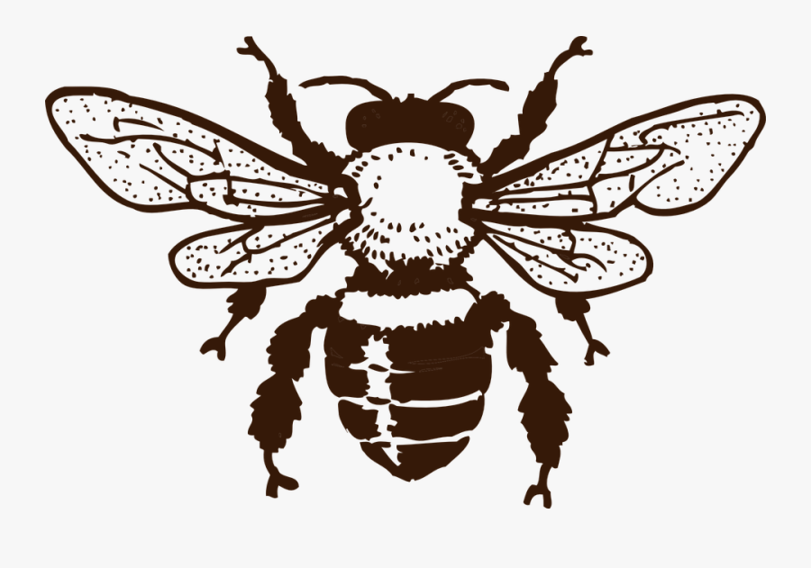 Bee, Wings, Insect, Sting, Honeybee, Social, Legs - Honey Bee Silhouette, Transparent Clipart
