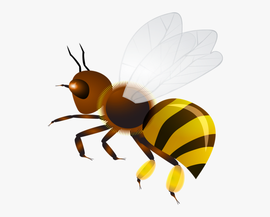 Wasp Vector Bee Stinger - Оса Клипарт, Transparent Clipart