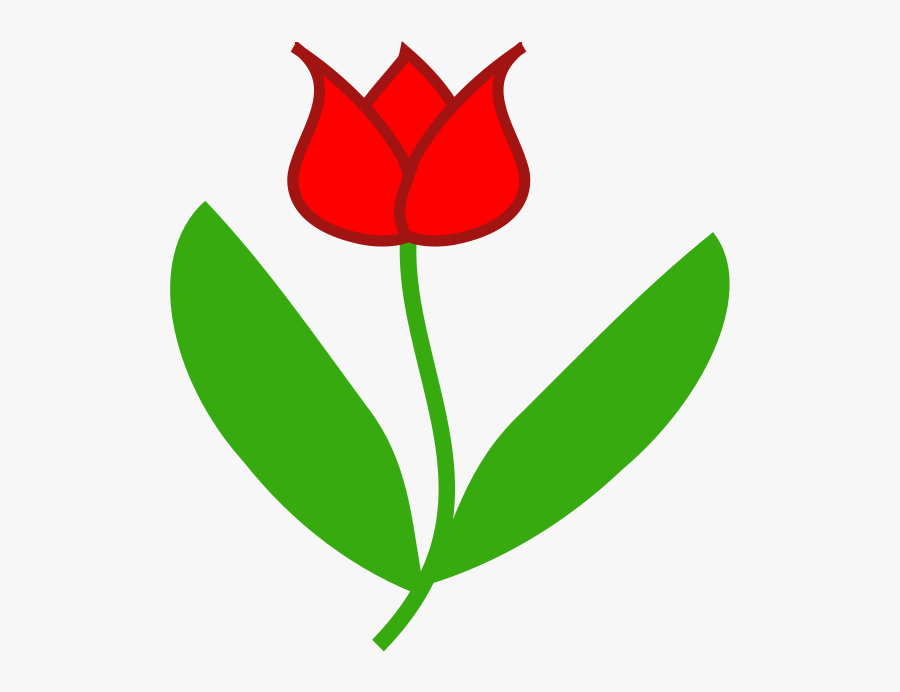 Sprenger's Tulip, Transparent Clipart