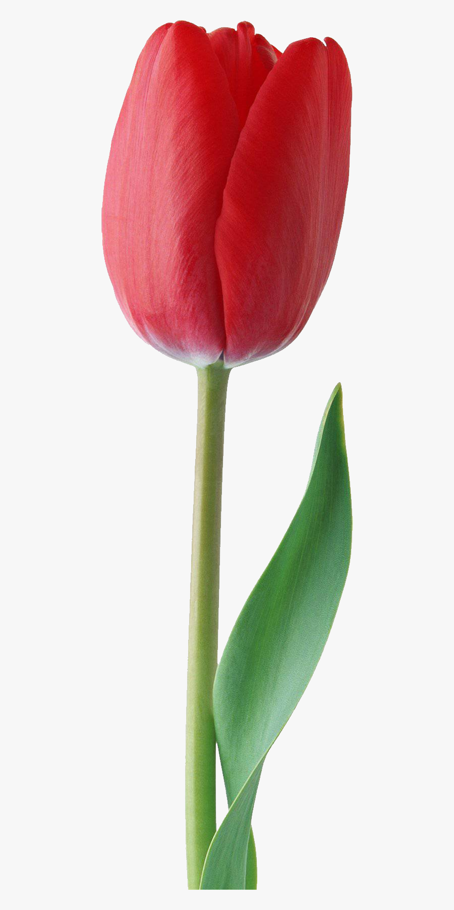 Tulip Png Images Free Download - Red Tulip Flower Png, Transparent Clipart