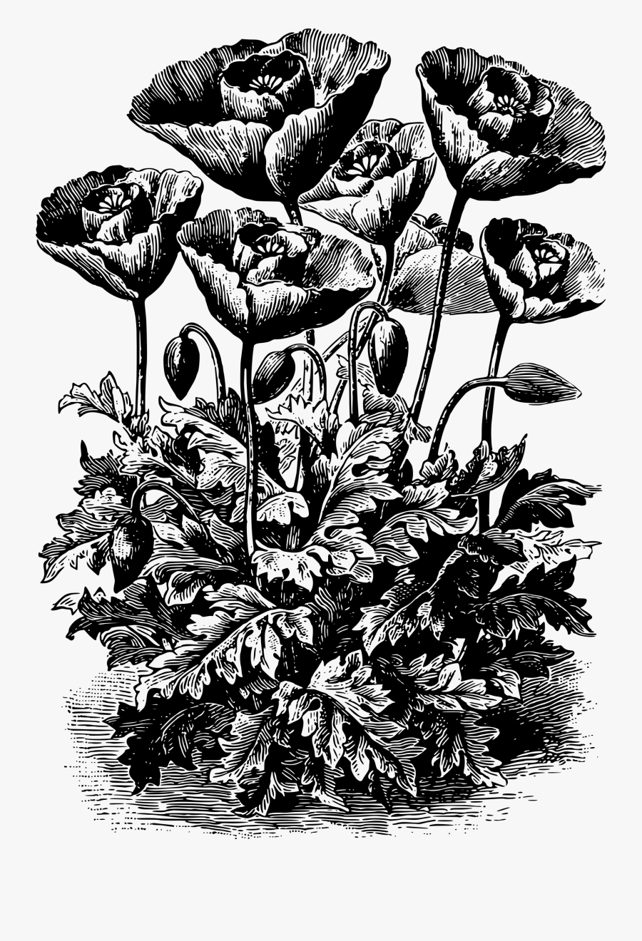 Tulip Poppy - Ornamental Plant, Transparent Clipart