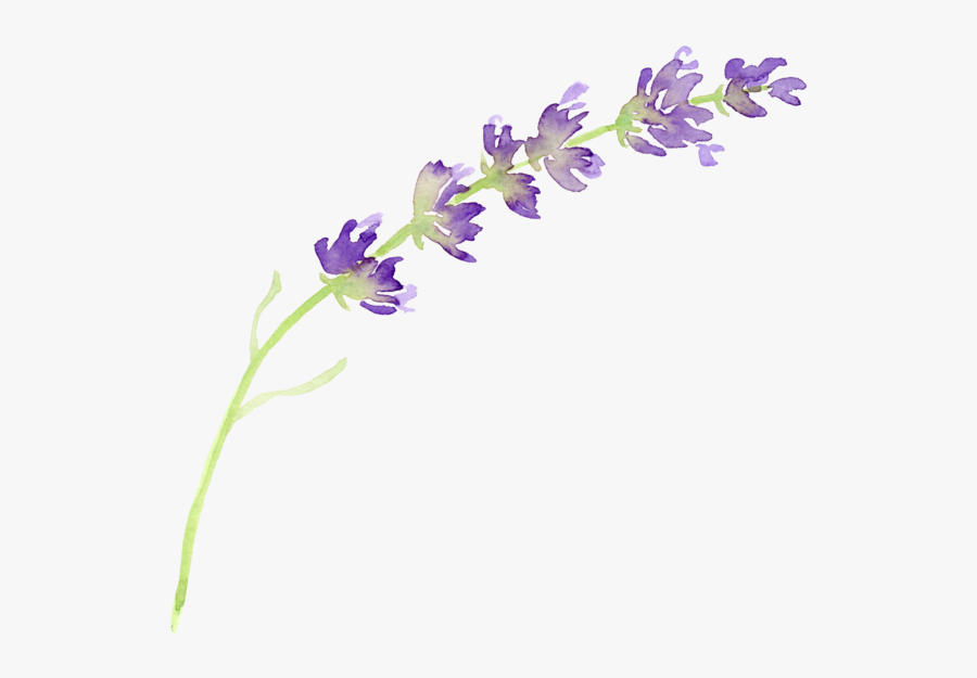 Clip Art Clip Black And - Transparent Background Lavender Flower Lavender Clipart, Transparent Clipart